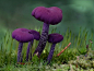 超美的小蘑菇