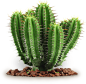 Cactus@北坤人素材