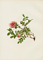 Ellen Willmott Rose Prints 1914 from The Genus Rosa