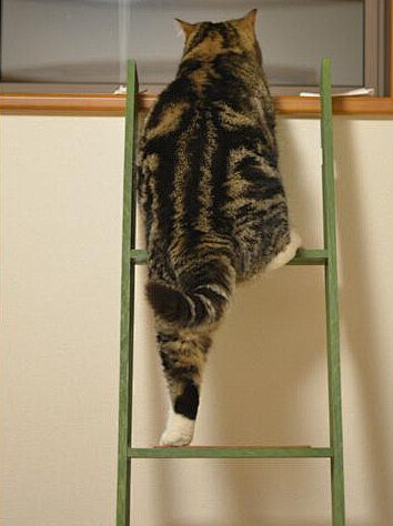 MARU！！胖子爬梯子的标准动作！这身板...