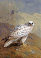 【Archibald Thorburn (1860-1935)】A_Greenland_or_Gyr_Falcon