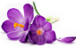 紫番紅花，花瓣，白色背景 壁紙 - 1920x1200