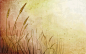 幻彩植物花卉背景 [第17张] | 1920×1200 | 设计、幻彩植物花卉背景 | 清风桌面 www.winddesktop.com