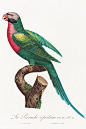 鹦鹉图鉴● 红胸鹦鹉