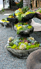 Gardening/Outdoors / Succulent garden with rock planters