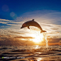 跃出水面的美丽海豚高清摄影图片素材