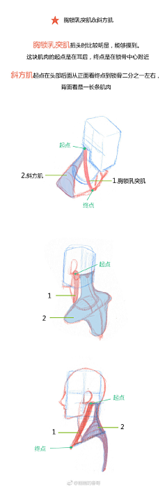 卜算子o采集到人-人体结构/模型/图解