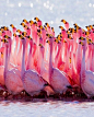 Stunning pic of a flamboyance of Flamingos!