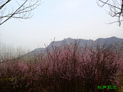 秋声鹤鸣采集到风景美女花瓣