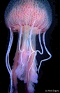 Purple Jellyfish,  Pelagia noctiluca