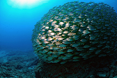 火焰の图腾采集到海洋生物