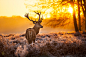 General 4960x3307 deer sunrise landscape winter frost antlers