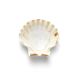 超高清 海星 海螺 贝壳 珊瑚 海马等 航洋生物主题 png元素 shell-29