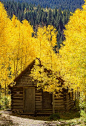 Autumn Cabin, Crystal, Colorado
photo via loraine
