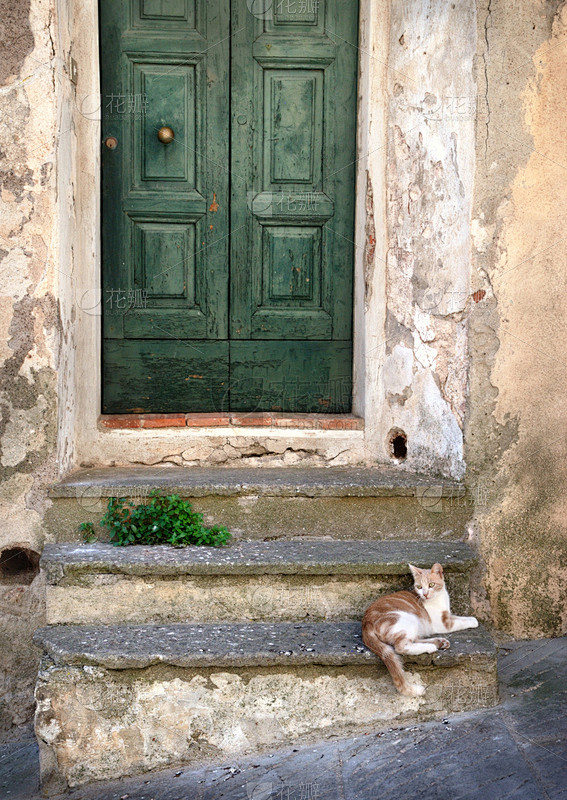古老的,猫,意大利,房屋,垂直画幅,绿色...