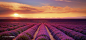 Photograph Lavender Fields by Jarrod Castaing on 500px