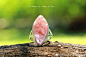 #珠宝设计# 草莓晶，英文名Strawberry Quartz，音译"士多啤梨水晶"，石英家族的。因为草莓晶外观比较象草莓的色彩，而内里星星点点的天然包裹体又像草莓上的果籽一般，草莓晶也因此而得名。 ​​​​