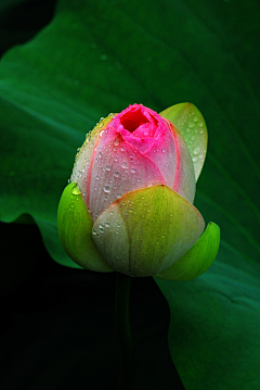 🌺智者懂得隐忍🌺采集到出淤泥而不染