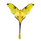 Argema Mittrei male Resting Pose Real Fairy Moon Moth by Butterfly-Designs