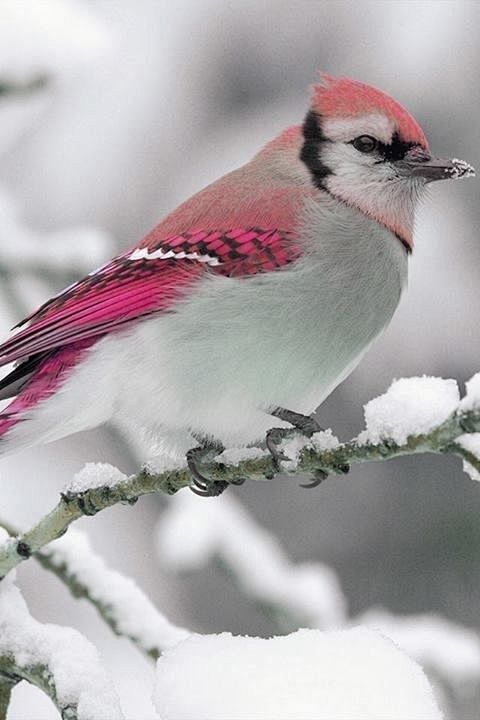 Pink Tinged Birdie.....