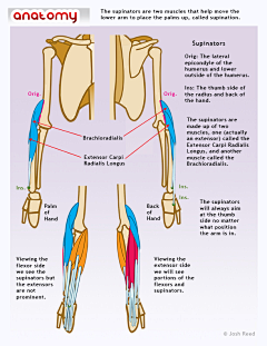 tetelaolu采集到Anatomy