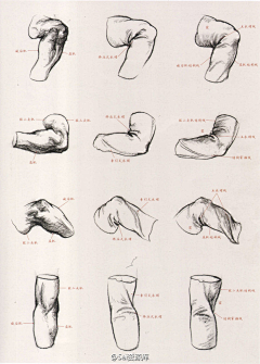 贝吉他采集到【人体】解剖-速写结构-绘画体型