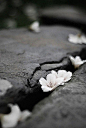 飘落在水泥缝中的花朵。