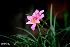 孟Y采集到花儿