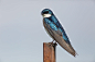 双色树燕 Tachycineta bicolor 雀形目 燕科 树燕属
Tree Swallow by Sylvain Harnois on 500px