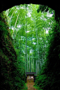 日本， 尾鷲，清幽的竹林。好想去隐居~