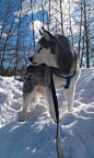 Alaska IMAG0172- Siberian Husky