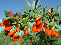 夹k猫采集到花枝