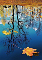 俄罗斯的秋天。蓝天、白云、落叶