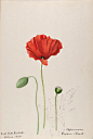 Poppies (Papaveraceae) taken from ‘Water-color Sketches of Plants of North America and Europe’ by Helen Sharp. Published 1888.
Lenhardt Library, Chicago Botanic...