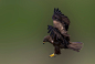 黑鸢
black kite by Jens V. V. on 500px