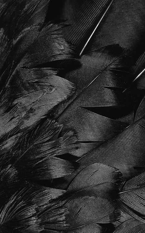 feathers