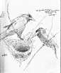 Panama/Barro Colorado Island Sketchbook 2013 | Drawing The Motmot: 