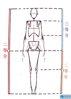 GC☀谢晶晶采集到绘画人体知识