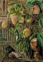 Marianne North - Peaches and Hummingbirds, Brazil