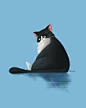 Spicchio the cat : Personal digital project about my dear, fat cat Spicchio.