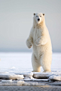 creatures-alive:

(via 500px / Polar Bear Vert xOctoberKaktovik Day am by Michael Stern)