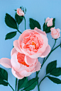 David Austin Roses : Colorful and lively crepe paper David Austin Roses