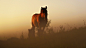 General 1920x1080 morning animals horse sunlight