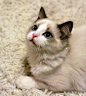 布偶猫，英文名Ragdoll，俗名别名布娃娃猫。