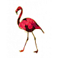 Flamingo No. Two // Parima Studio