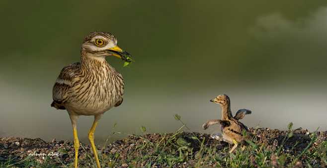 Kocagöz - Burhinus o...