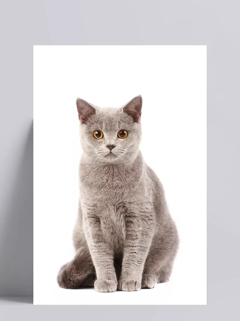 753bbdc0b231495a955950c5211a171dda921a2caa1e-5gBQ4i