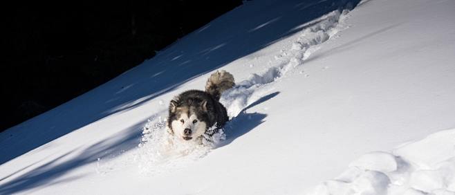 Dog, snow, animal an...