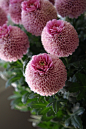 Chrysanthemum Crown, 'Jenny pink' | Beautiful ✿ World