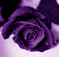 Purple rose | PURPLE WEDDING